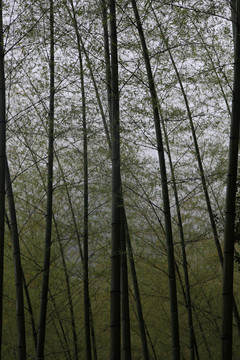 江蘇 宜興 戶外 竹海風景區(qū)