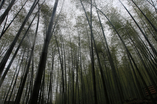 江蘇 宜興 戶外 竹海風(fēng)景區(qū)