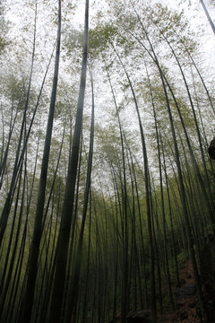 江蘇 宜興 戶外 竹海風(fēng)景區(qū)