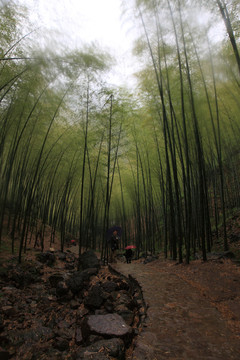 江蘇 宜興 戶(hù)外 竹海風(fēng)景區(qū)
