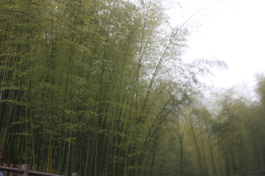 江蘇 宜興 戶外 竹海風(fēng)景區(qū)