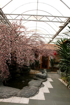 休閑場所 櫻花 園林