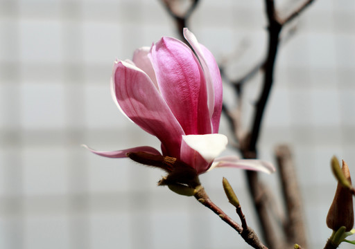 玉蘭花