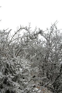 泰山雪景