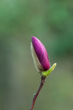 玉蘭花