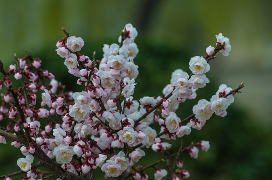 梅花