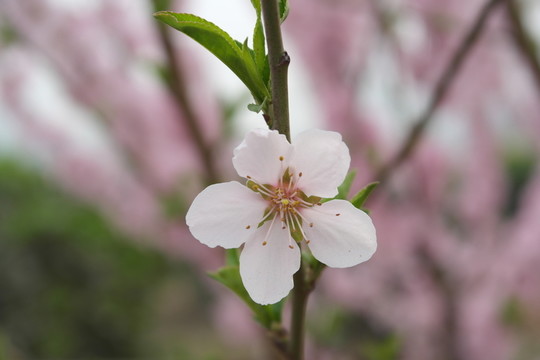 桃花