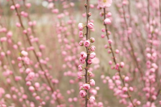 桃花