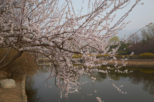 北京植物園jpg