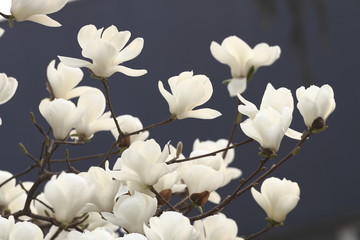 玉蘭花開