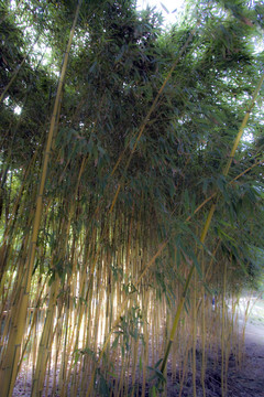 上海 浦東 金橋公園 休閑場所