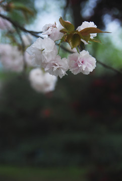 果花