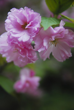 果花