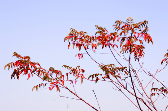 紅樹枝特寫