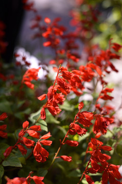 紅色植物