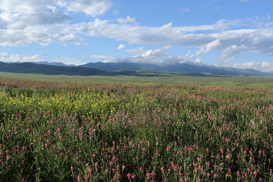 山花