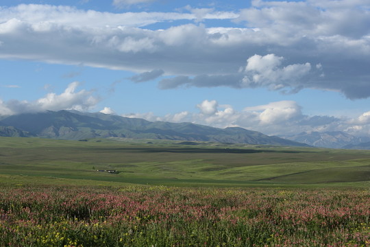 山花