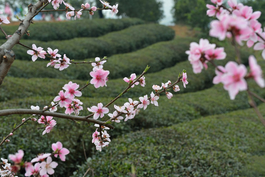 桃花