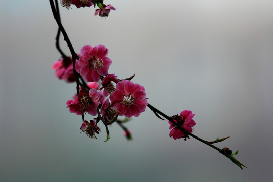 梅花