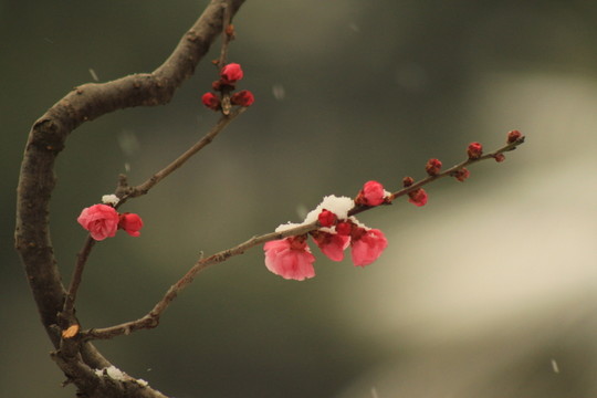 紅梅