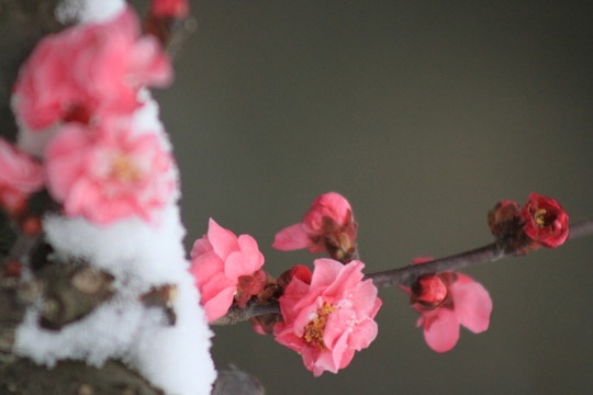 紅梅