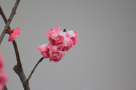 紅梅
