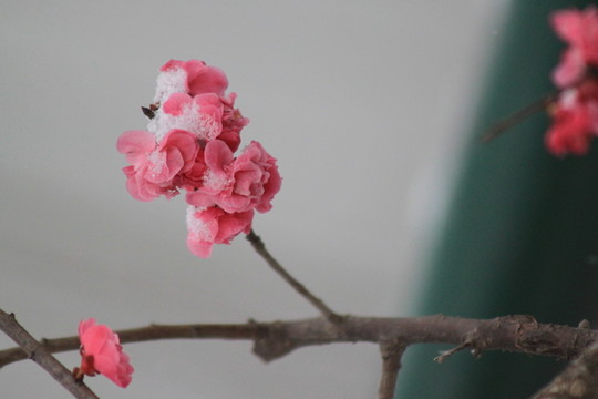 紅梅