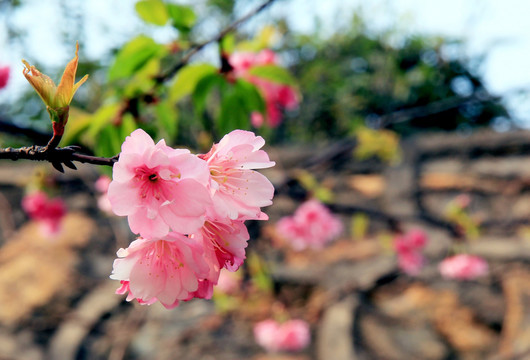 李子花