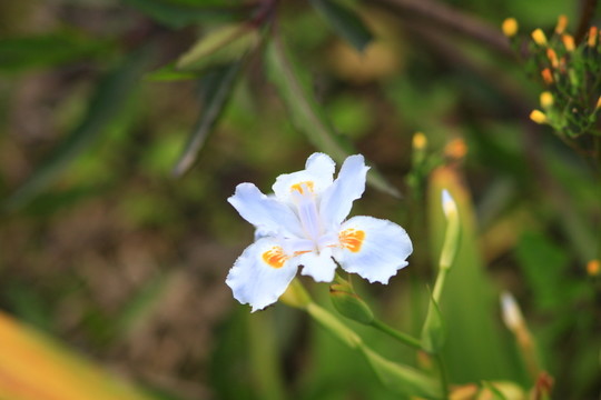 鳩尾花