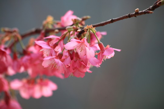 櫻花