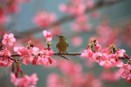 翠鳥(niǎo)