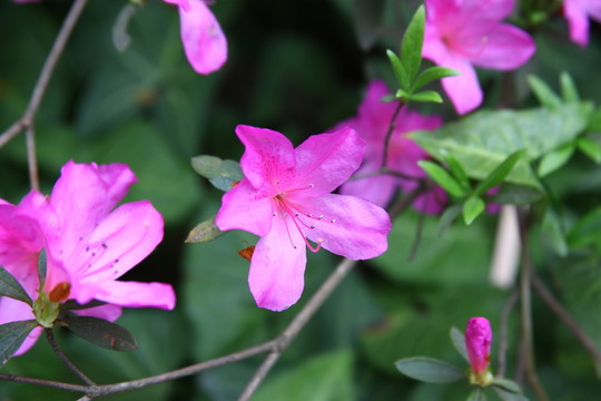 杜鵑花