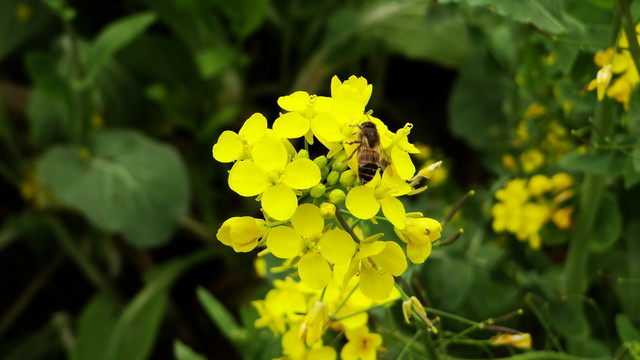 油菜花