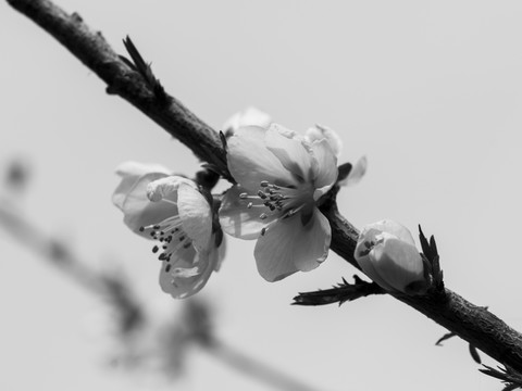 桃花