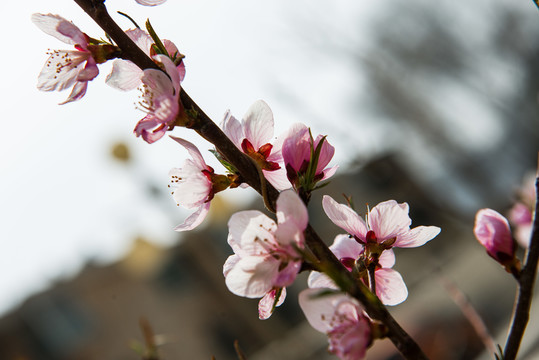 桃花