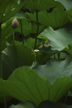 荷花池