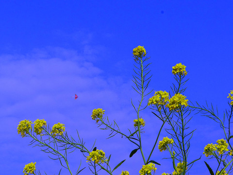 油菜花 天空