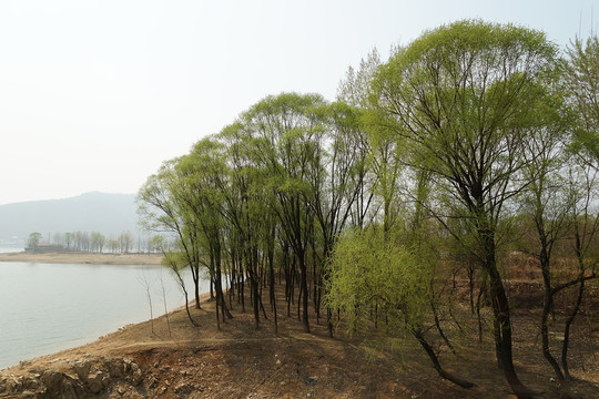 柳樹灣