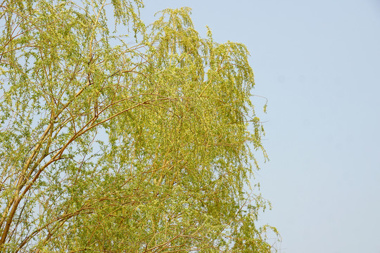 大柳樹