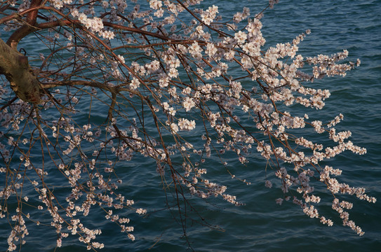 桃花jpg