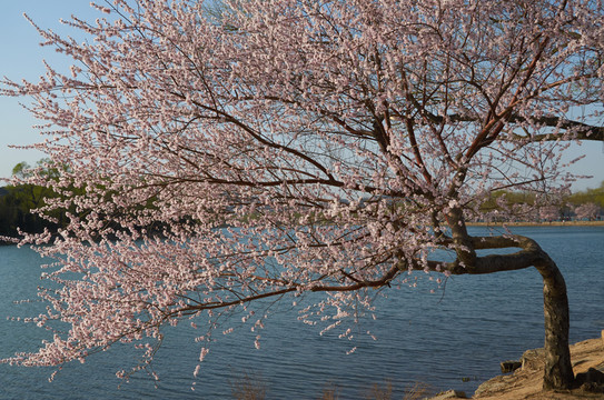 桃花jpg
