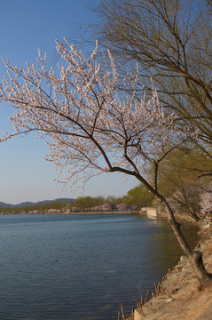 桃花桃樹(shù)jpg