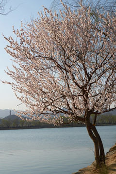 桃花桃樹jpg
