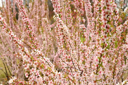 花滿枝頭