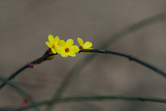 迎春花