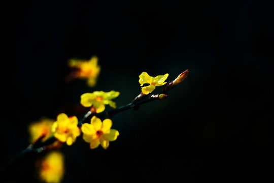 迎春花