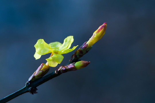 迎春花