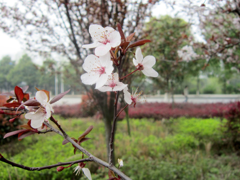 梅花