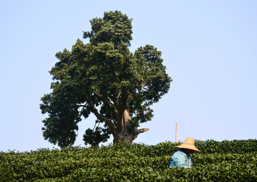 茶農(nóng) 采茶