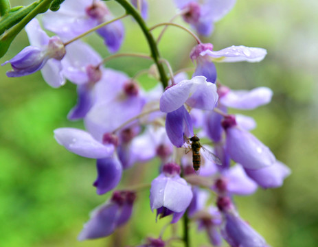 花 蜜蜂